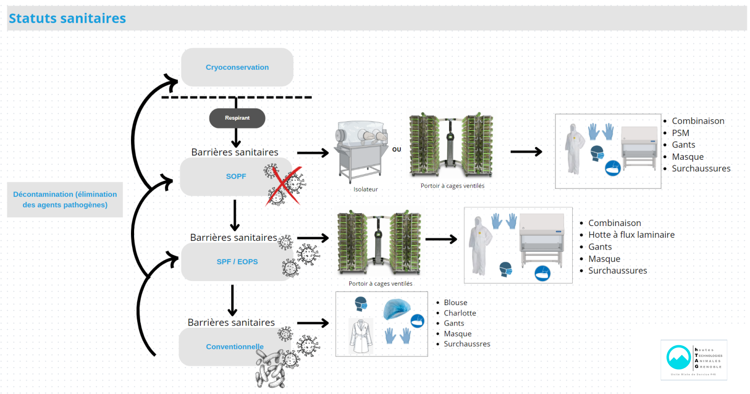 Organigramme des statuts sanitaires