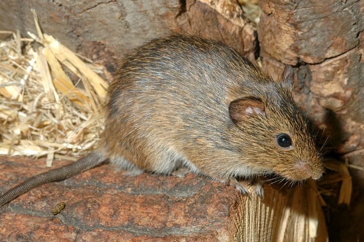Cotton Rats