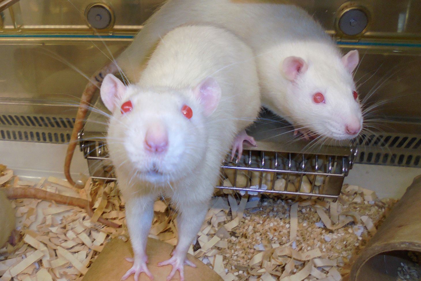 Rats