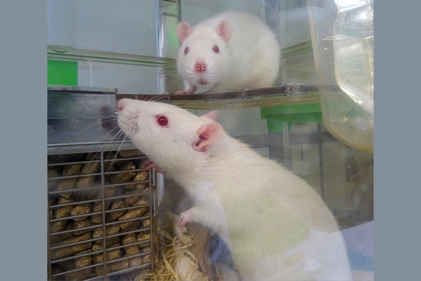 Rats dans une cage avec mezzanine
