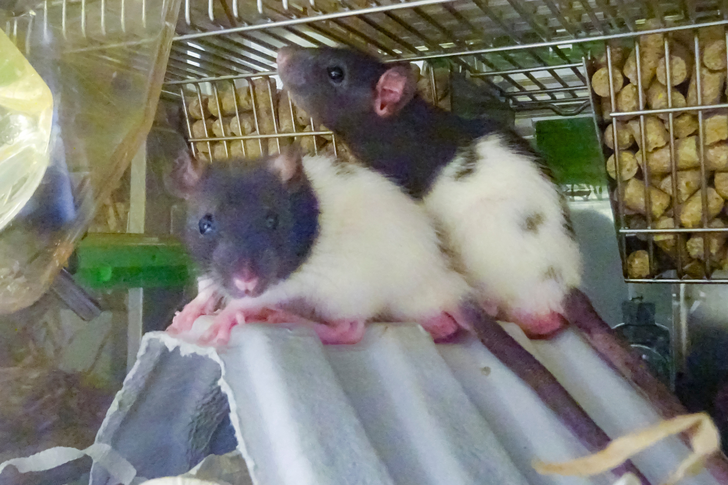 Rats