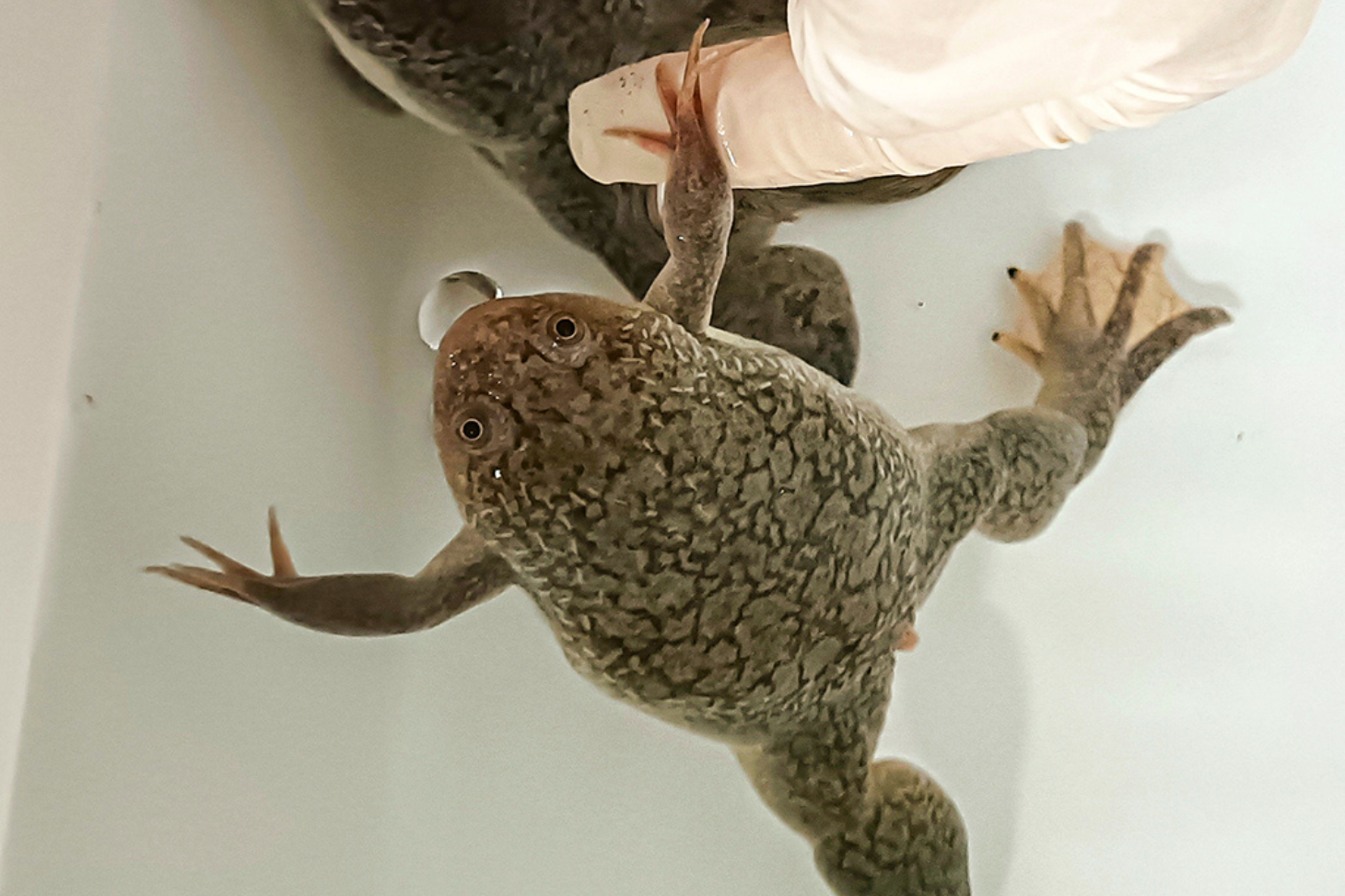 Xénopes